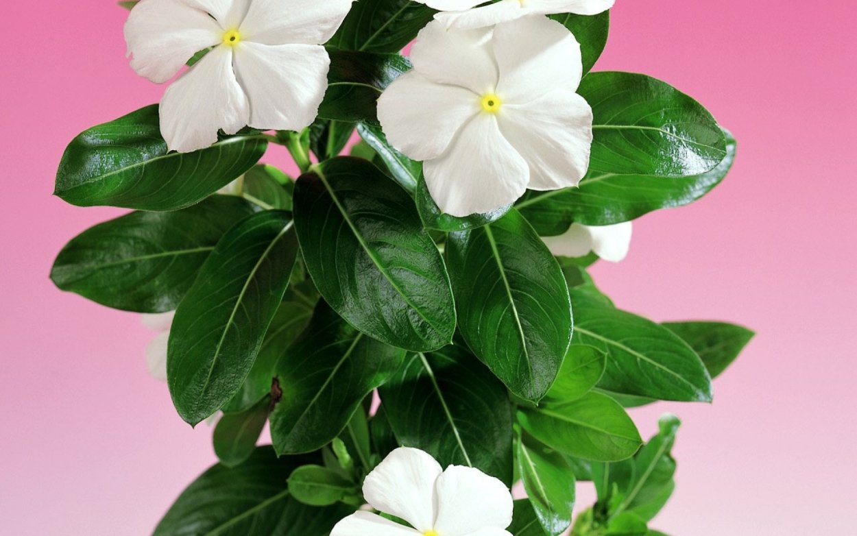 Катарантус орхидейный