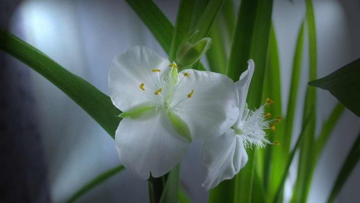 Домашний цветок цветет зелеными тычинками
