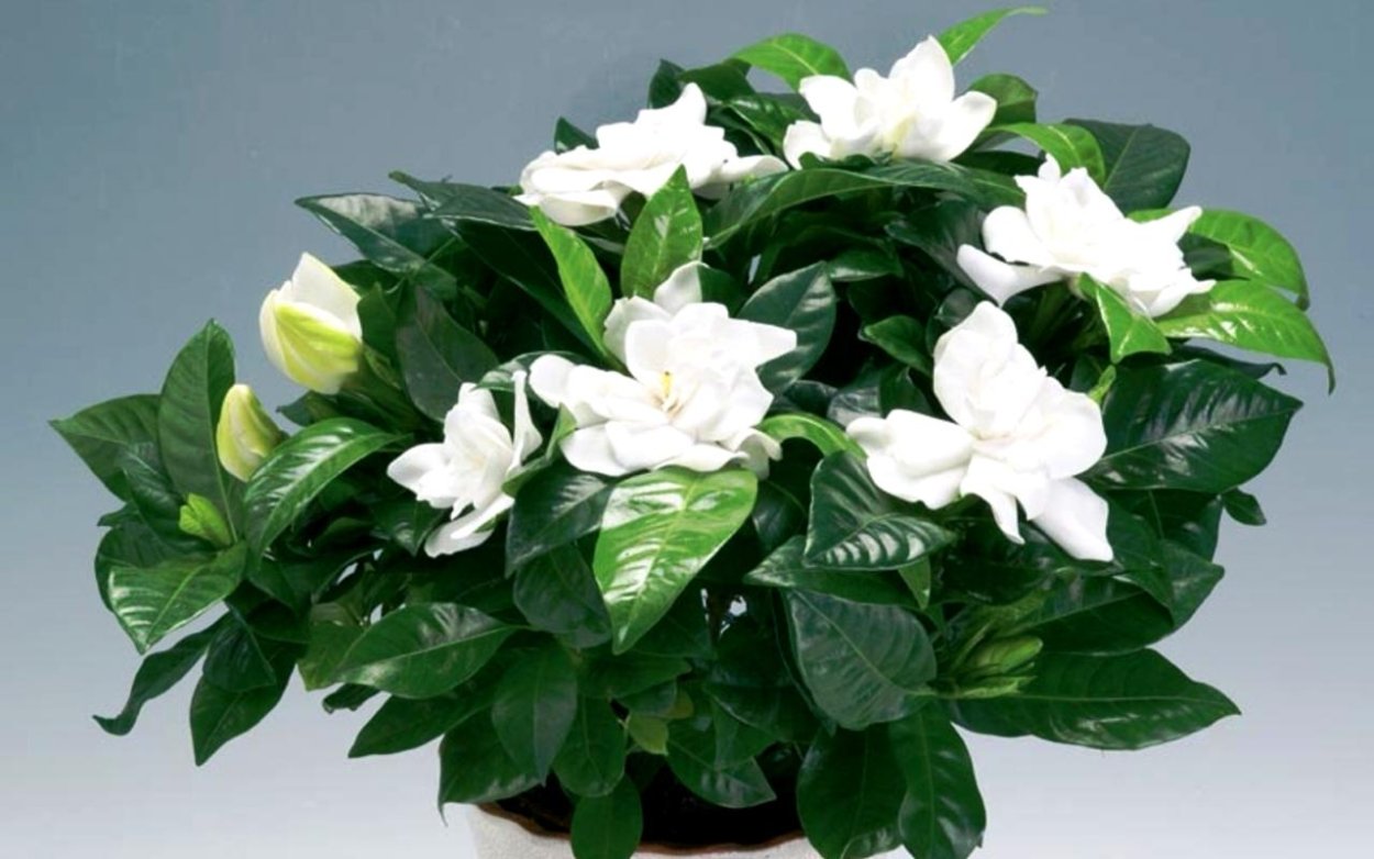 Азалия жасминовидная