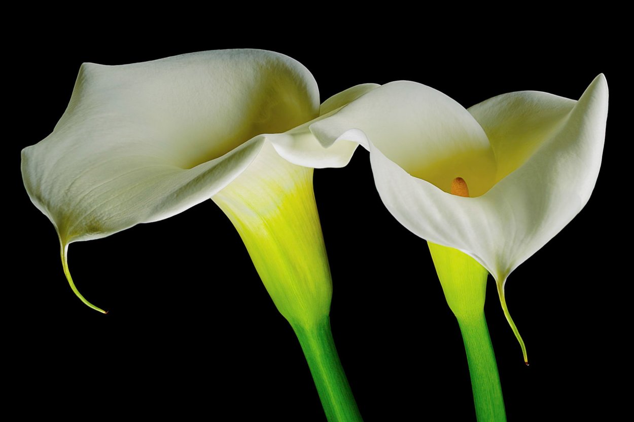 Калла Каптейн Вентура