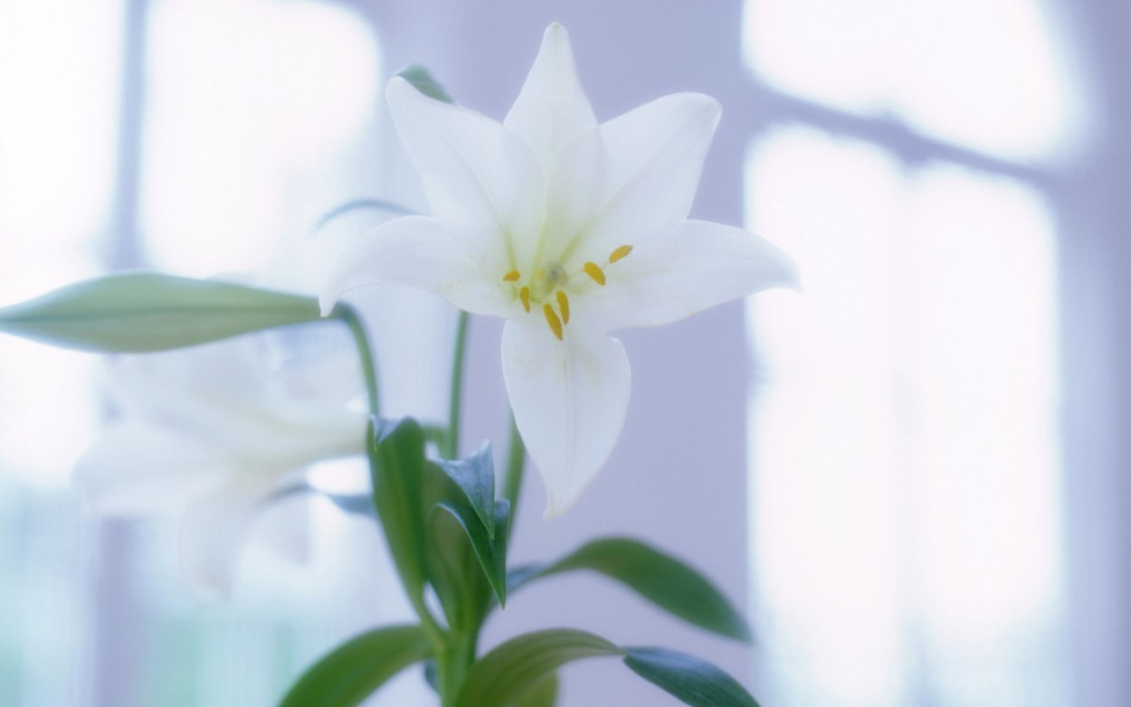 Фото обои на рабочий стол с белыми лилиями установить