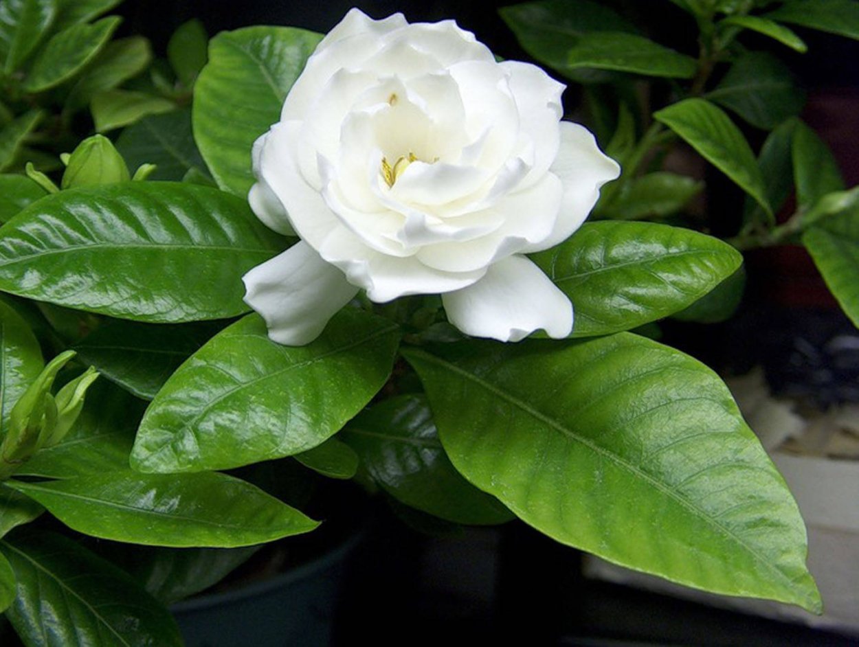 Гортензия жасминоидная