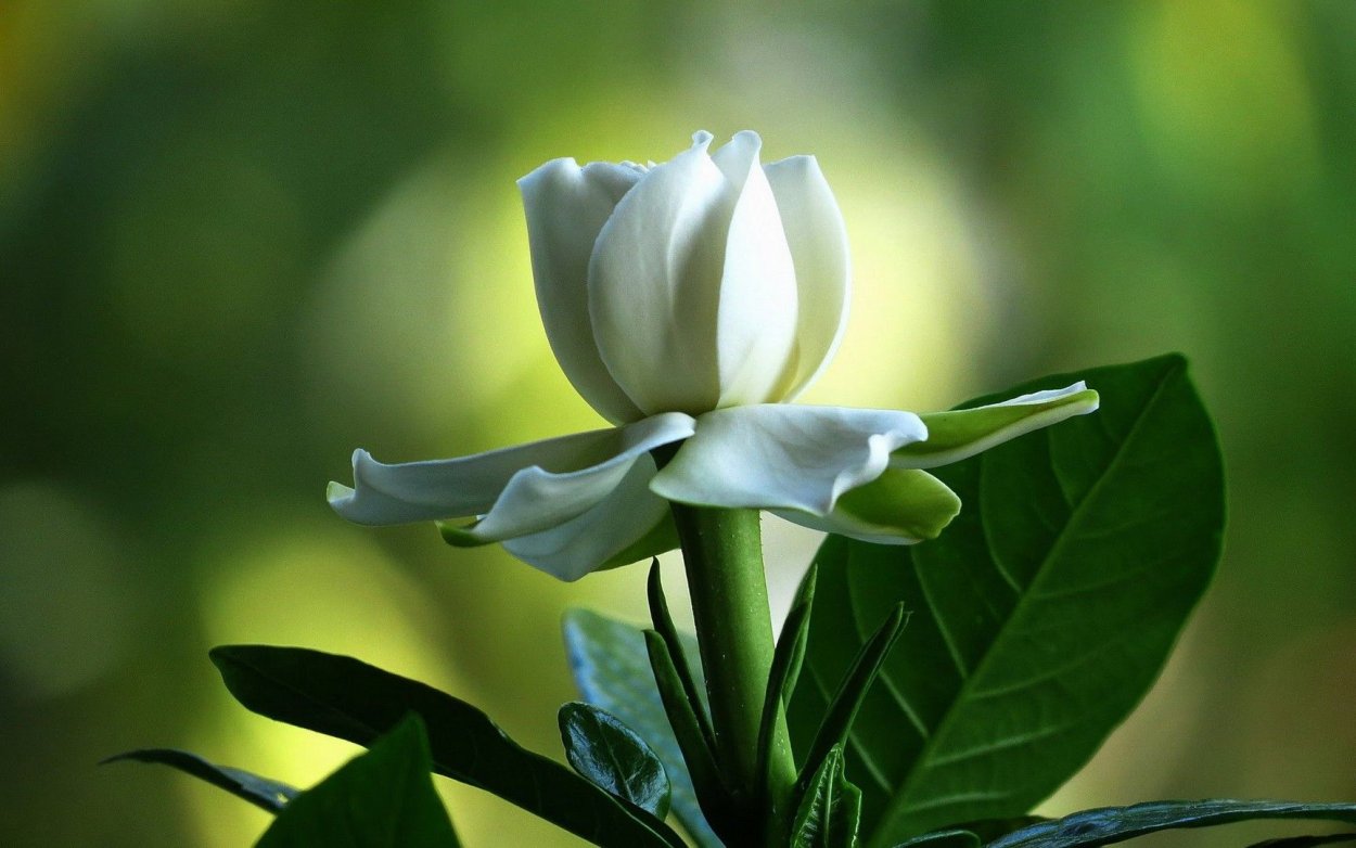 Правильный цветок