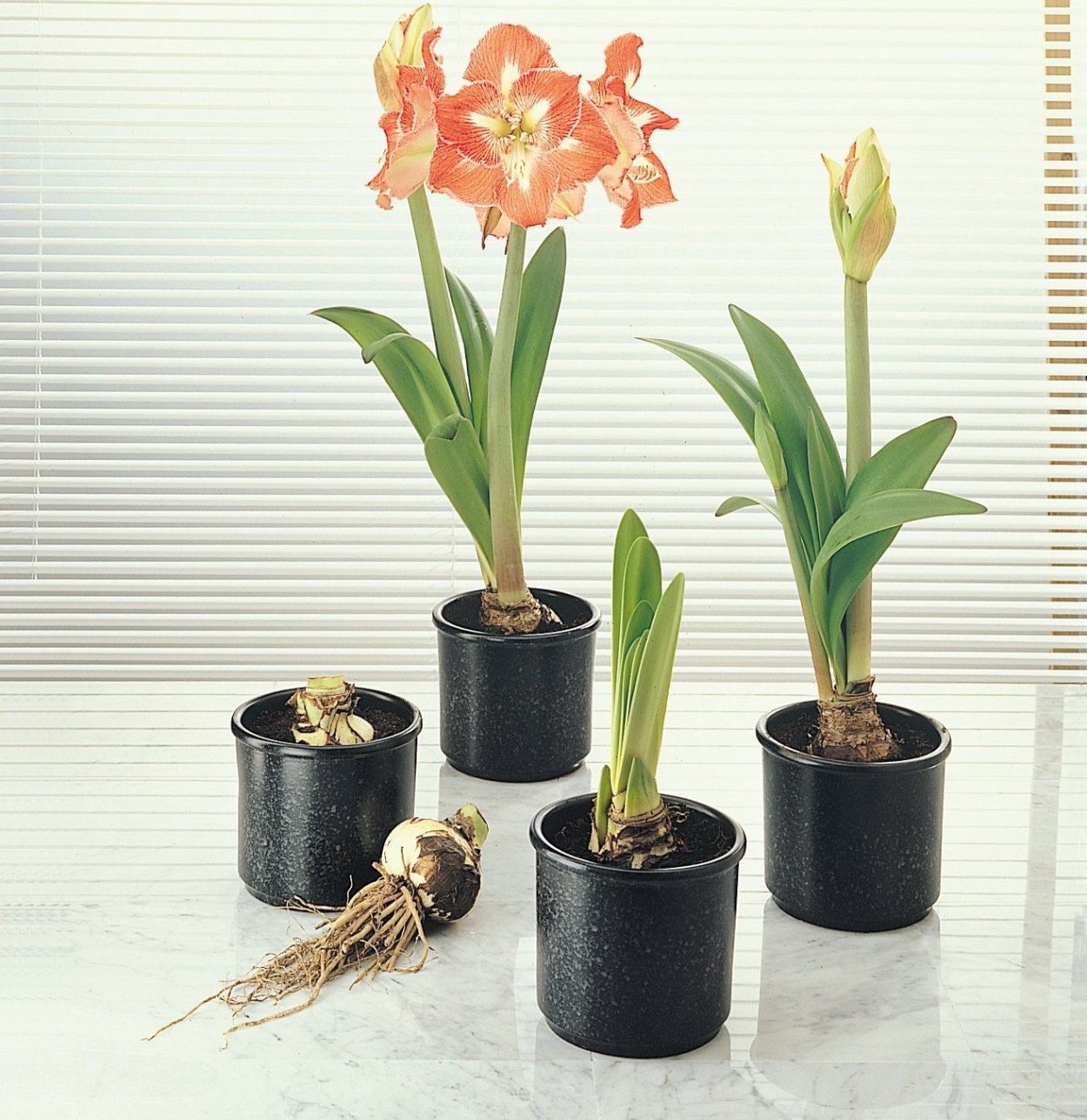 Кливия и гиппеаструм