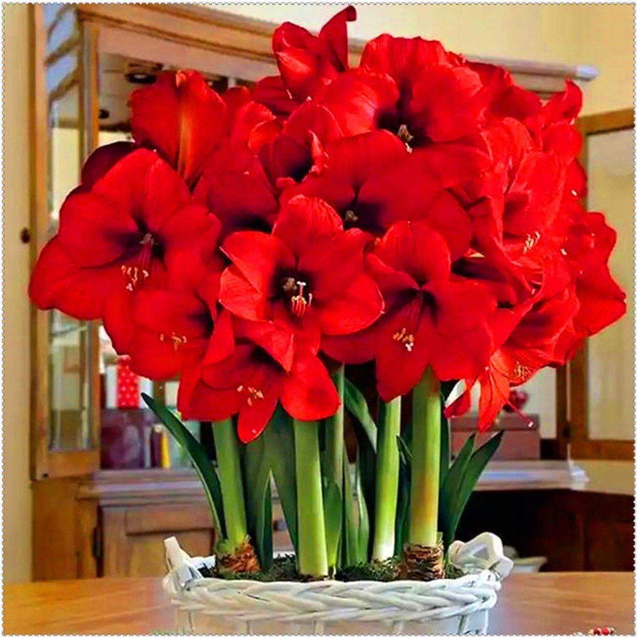 Гиппеаструм амариллис