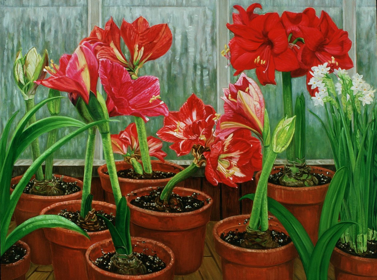 Лилия гиппеаструм