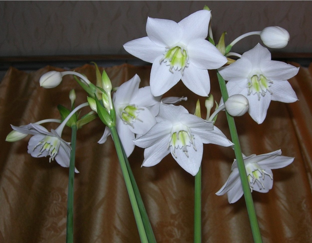 Эухарис Сандера