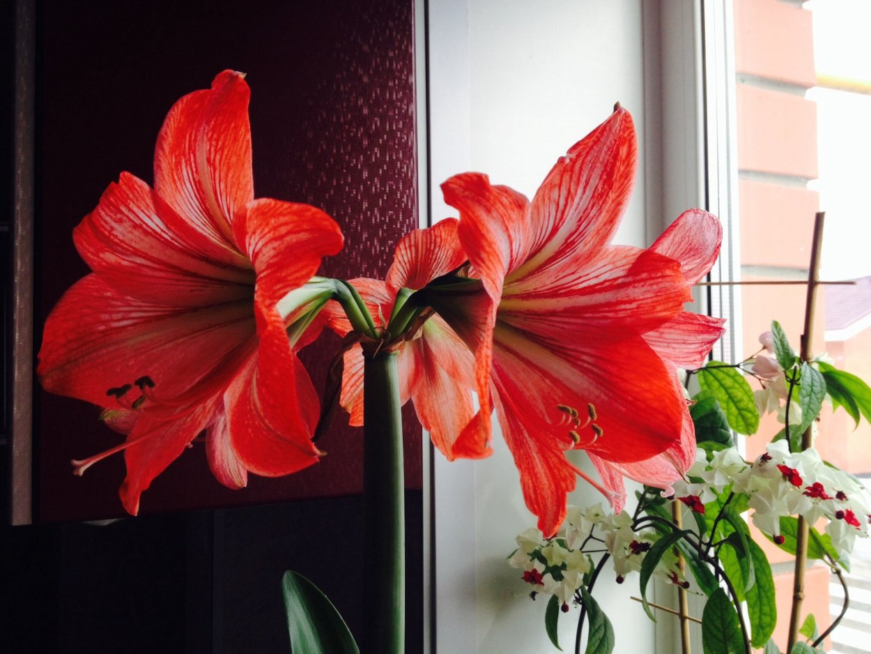 Цветок. Гиппеаструм