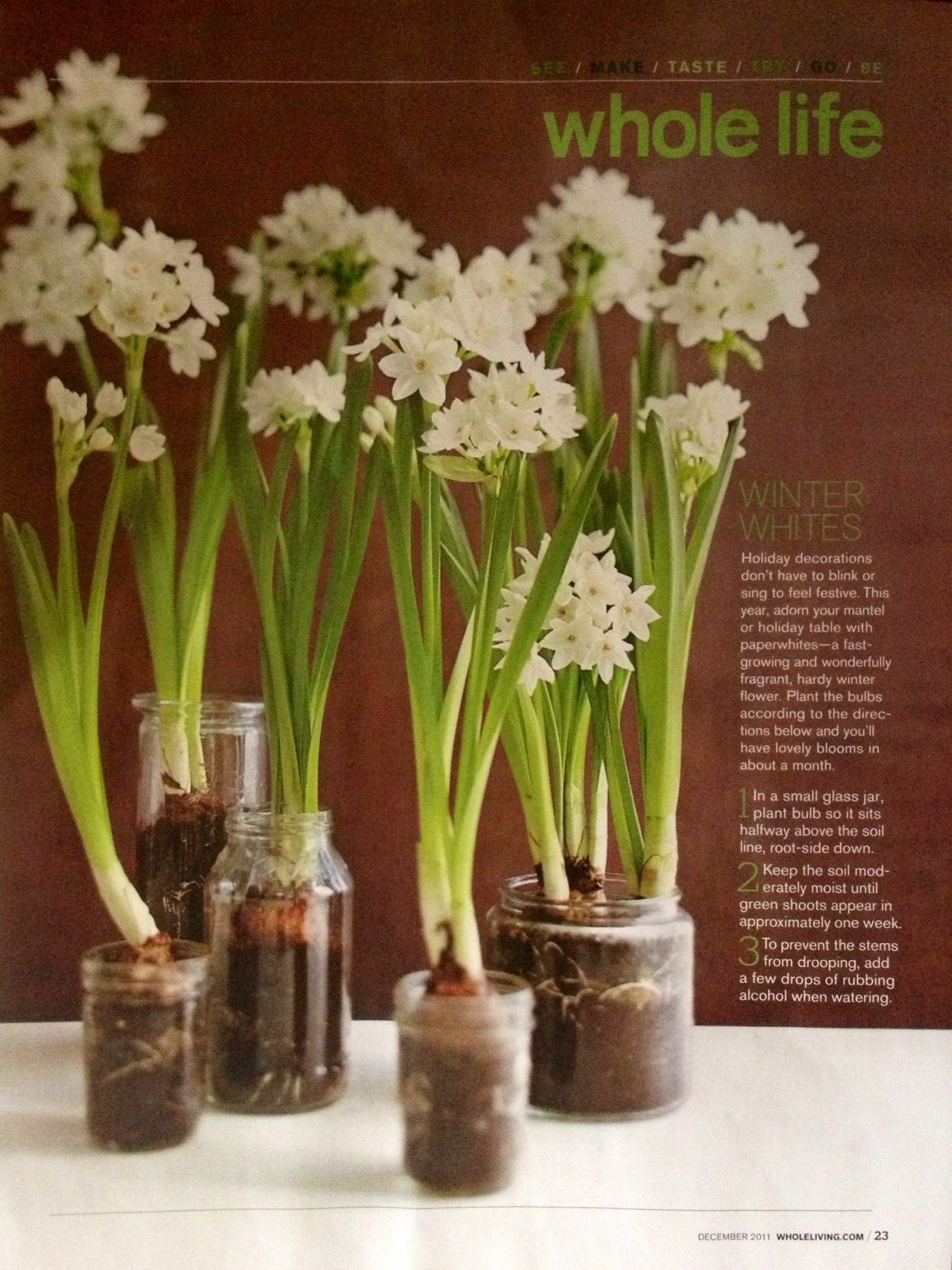 Воскированные луковичные