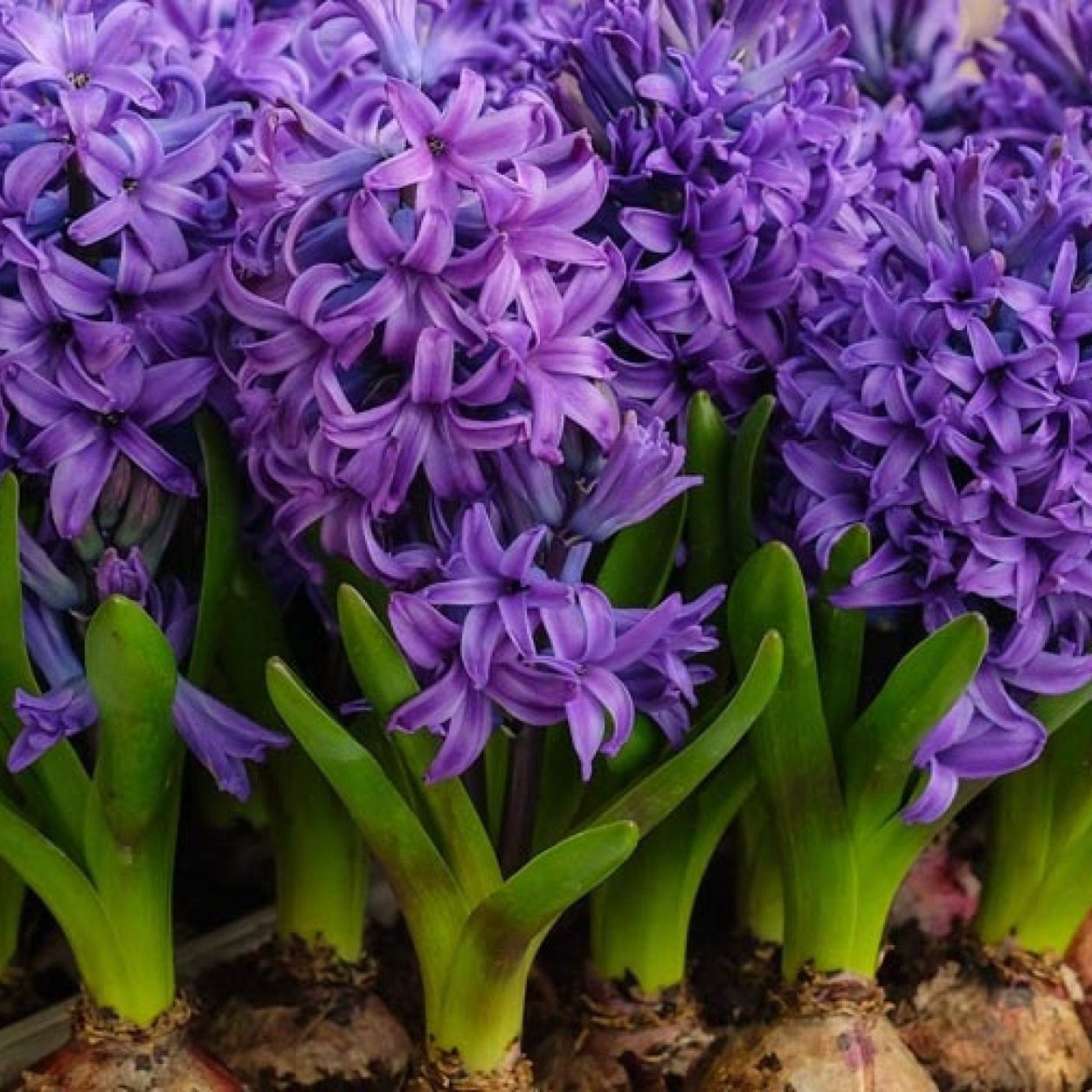 Гиацинт Плант микс