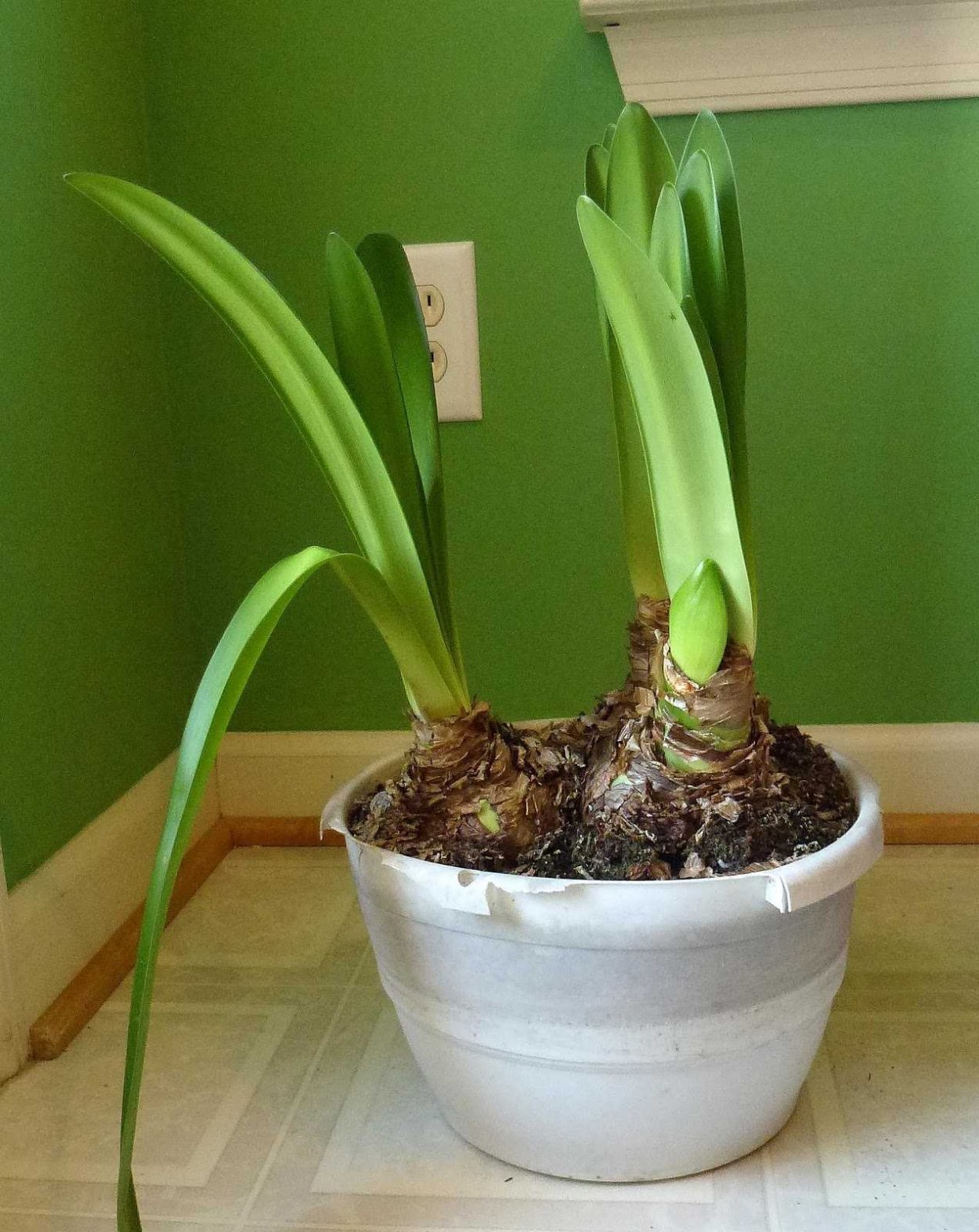 Гиппеаструм цветонос