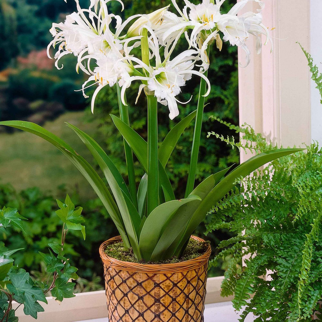 Гименокаллис Лилия паук