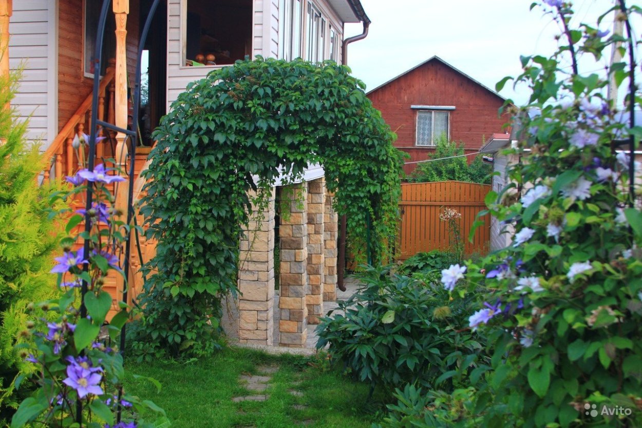 Арка увитая девичьим виноградом