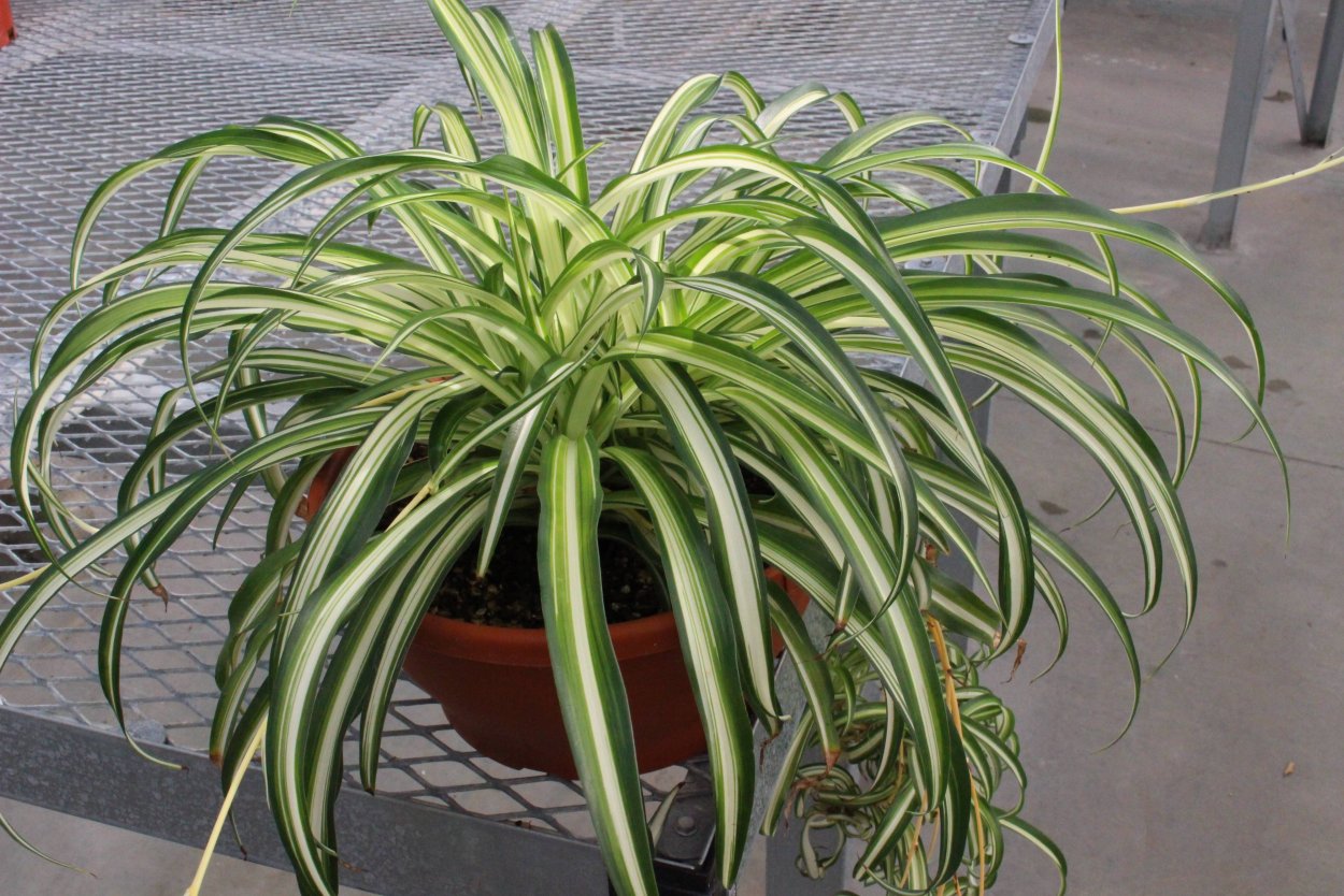 Хлорофитум Вариегата