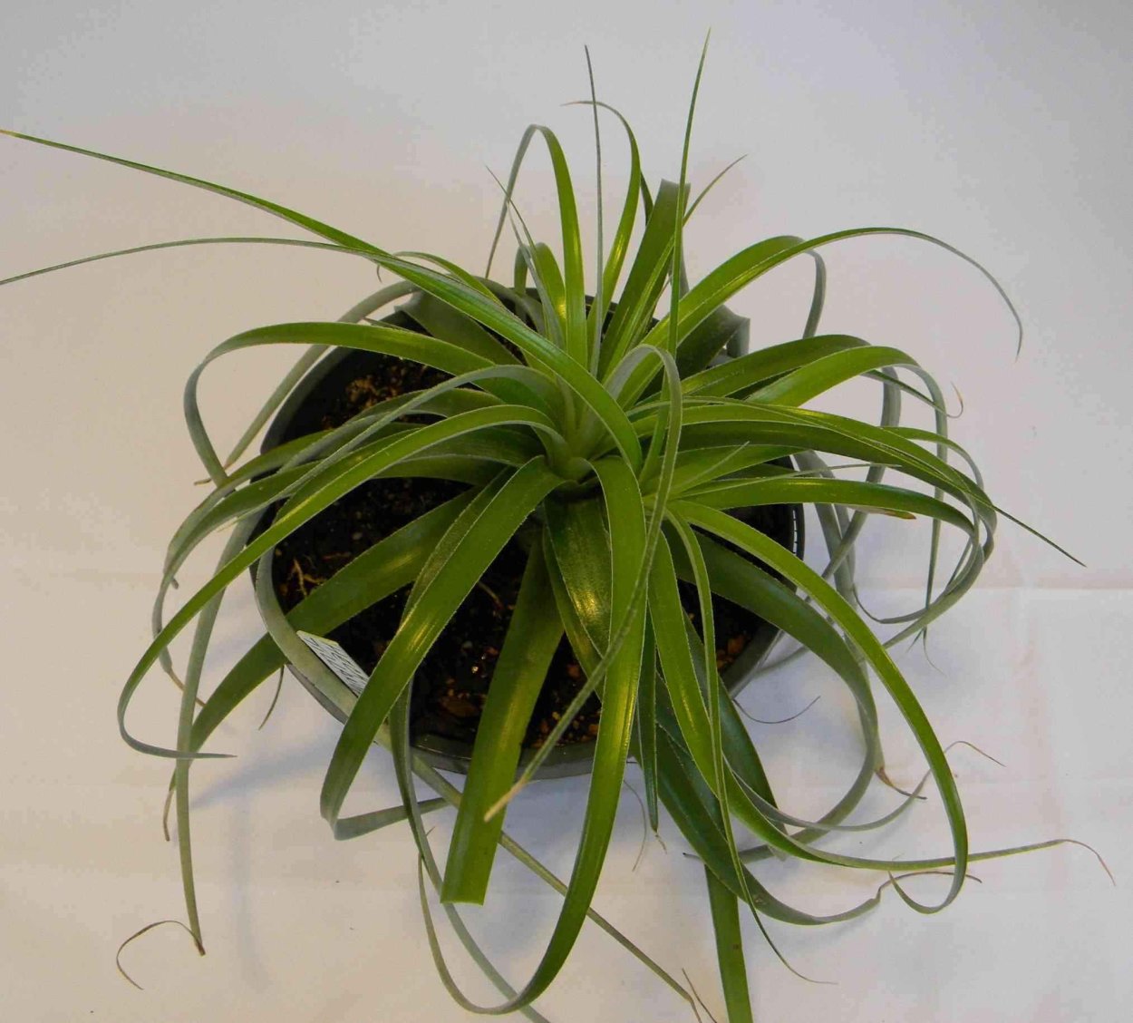 Хлорофитум суккулент