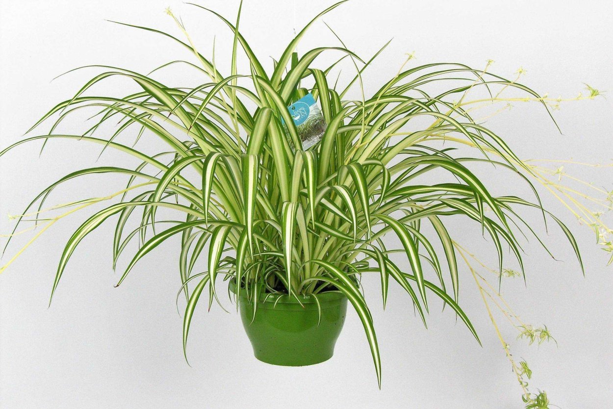 Хлорофитум vittatum