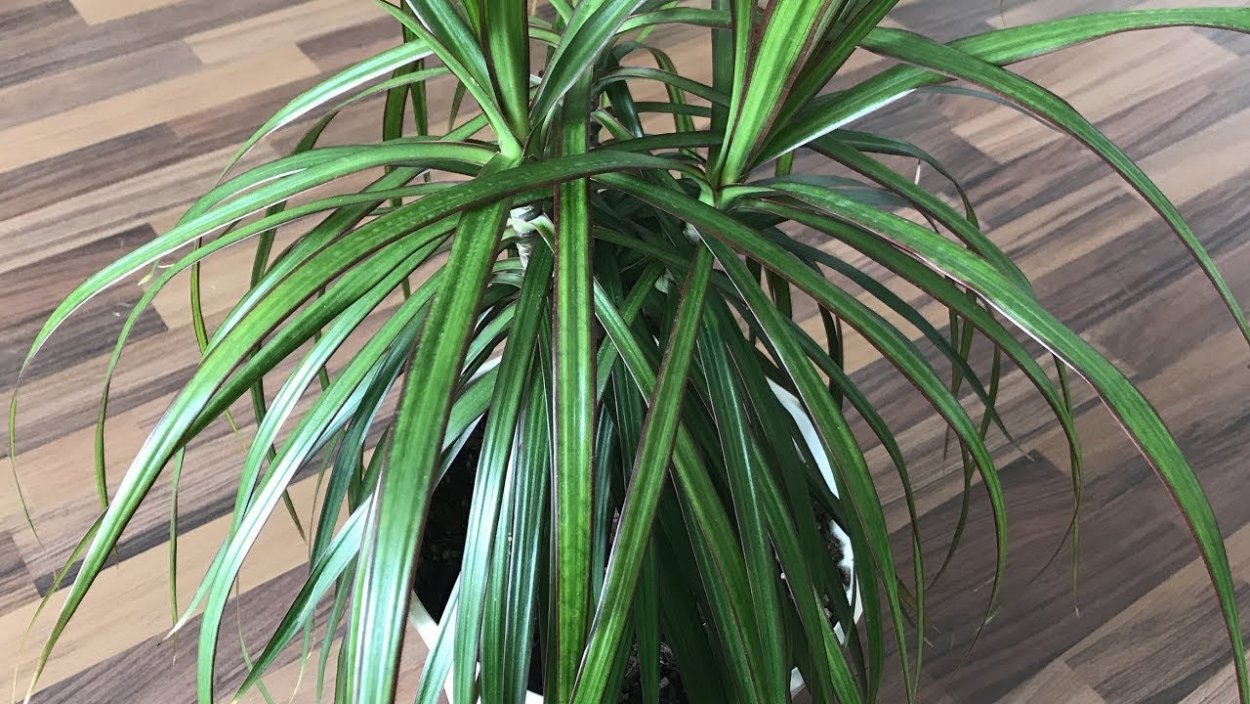 Пальма Драцена окаймленная