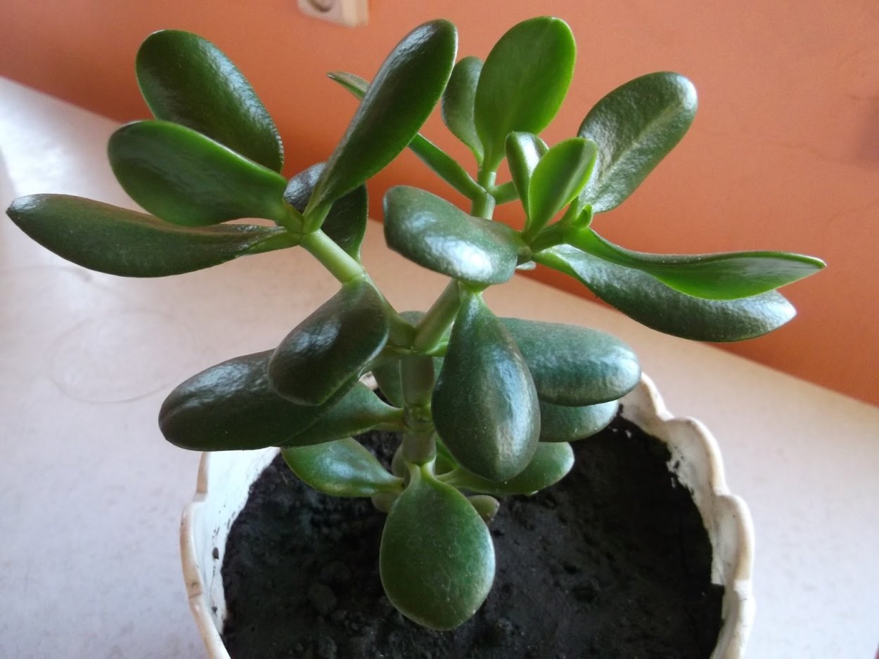 Крассула Родина растения