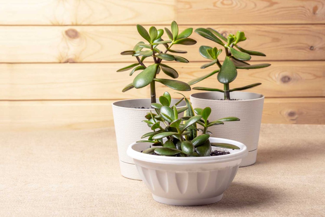 Jade Plant – Crassula