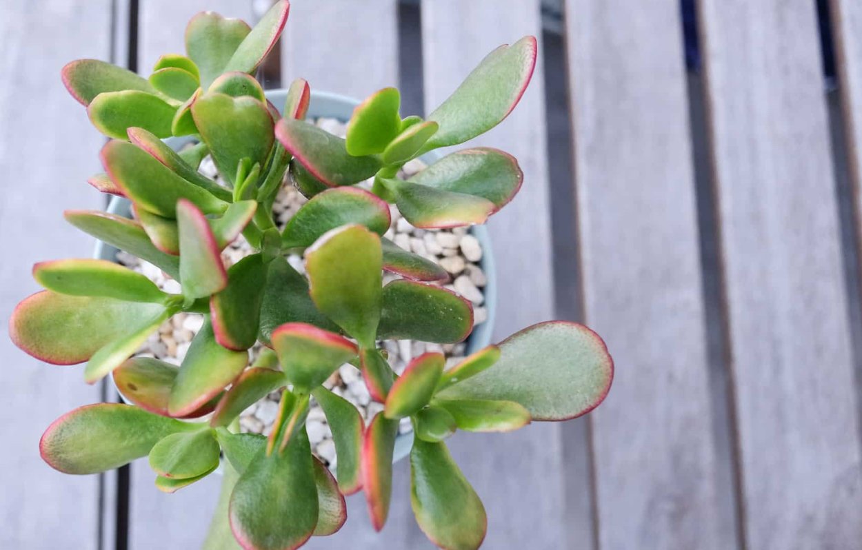 Крассула Овата денежное дерево