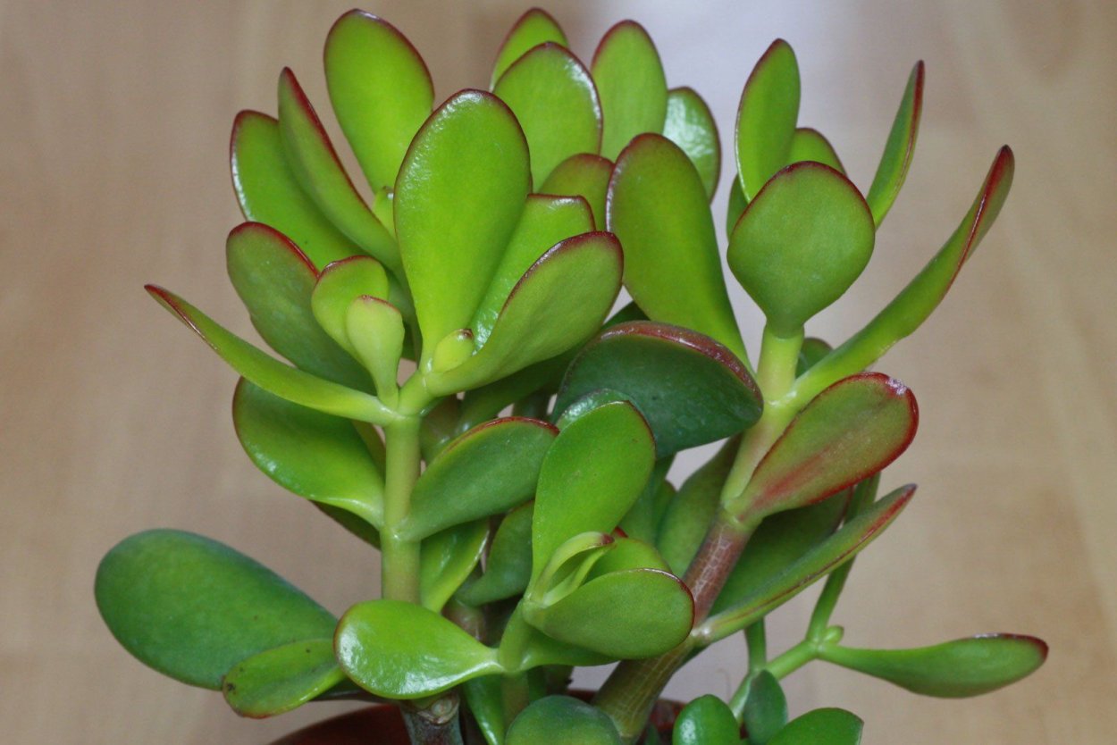 Крассула обликва