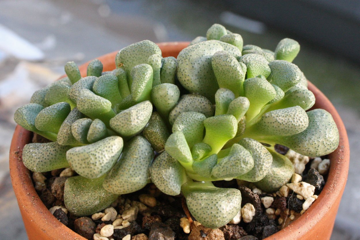 Крассула Мексика