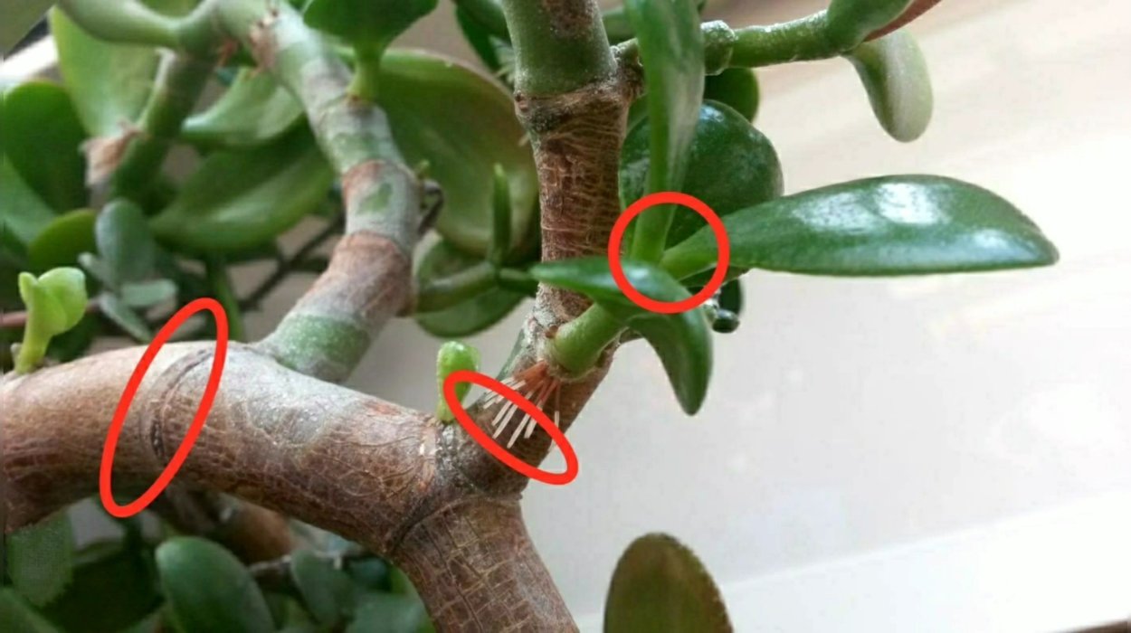 Черенки толстянки с корнем