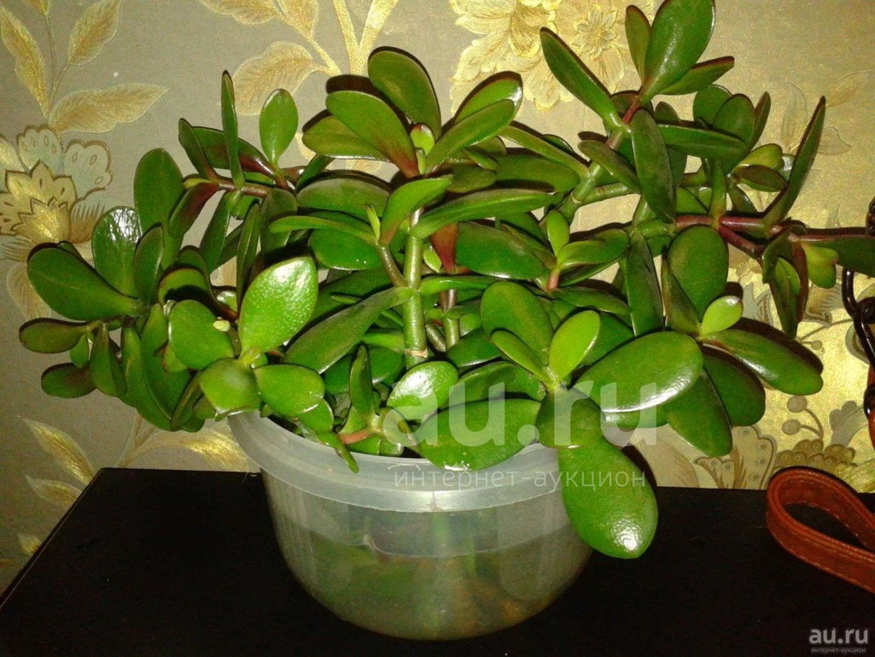 Толокнянка цветок денежное дерево