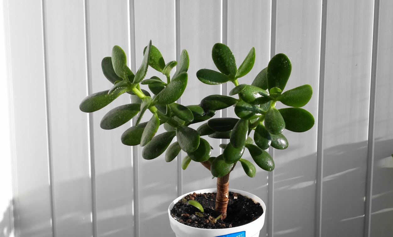 Крассула толстянка денежное