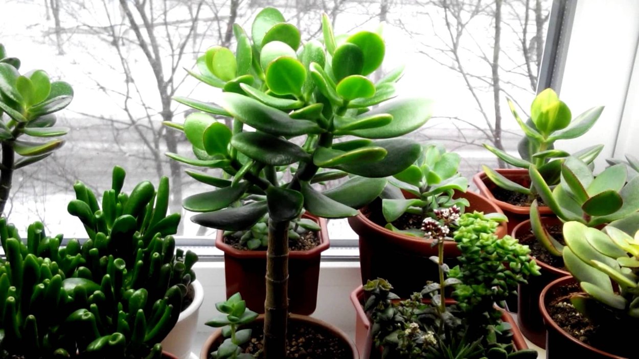 Толстянка полив