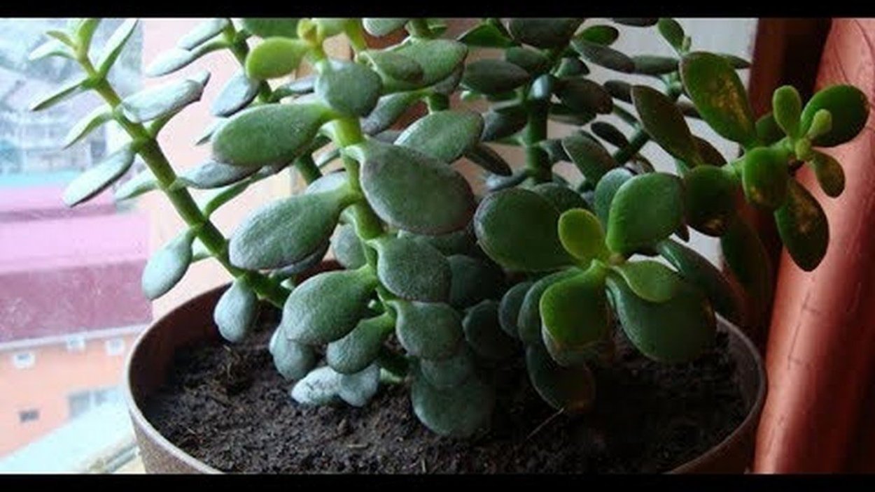 Каланхоэ толстянка цветёт?