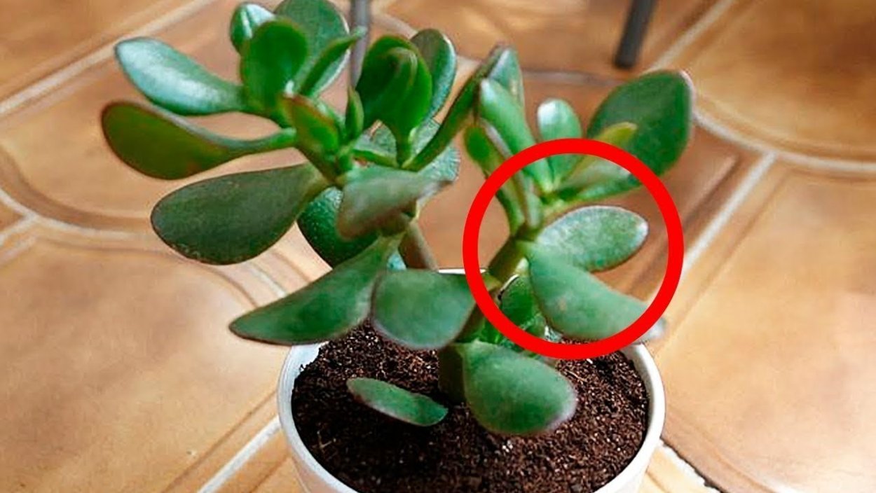 Растение Пеперомия толстянка