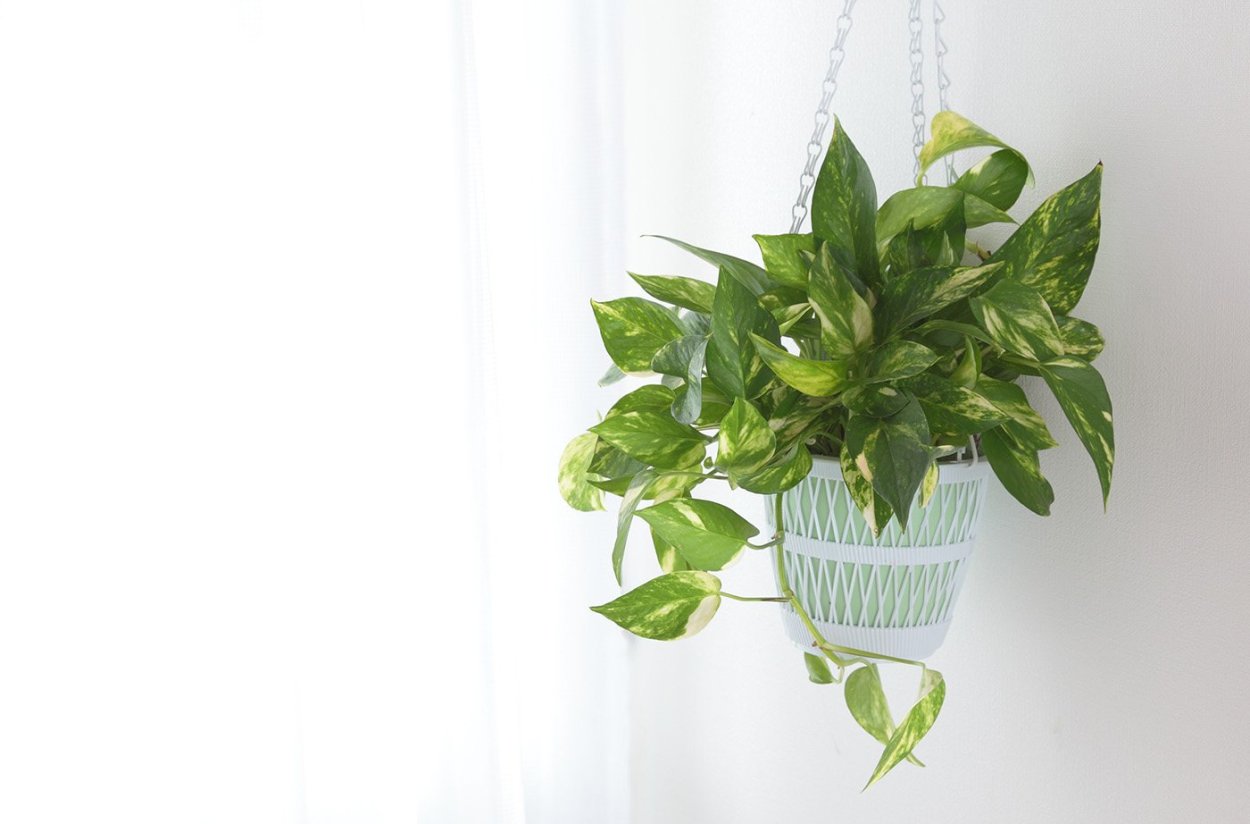 Эпипремнум Грин Явелин