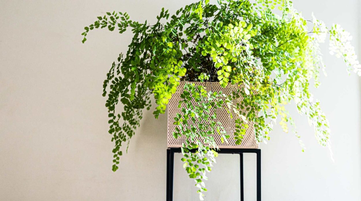 Decorative Plants Outdoor Cold climate