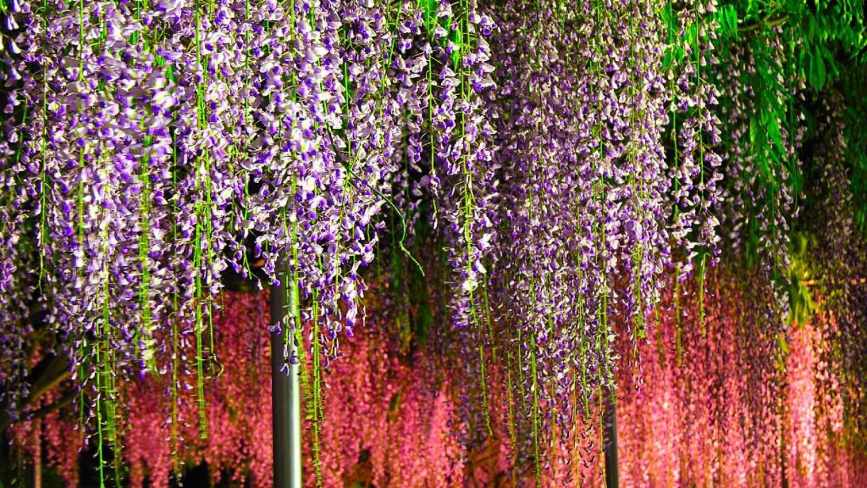 Глициния обои вертикальные