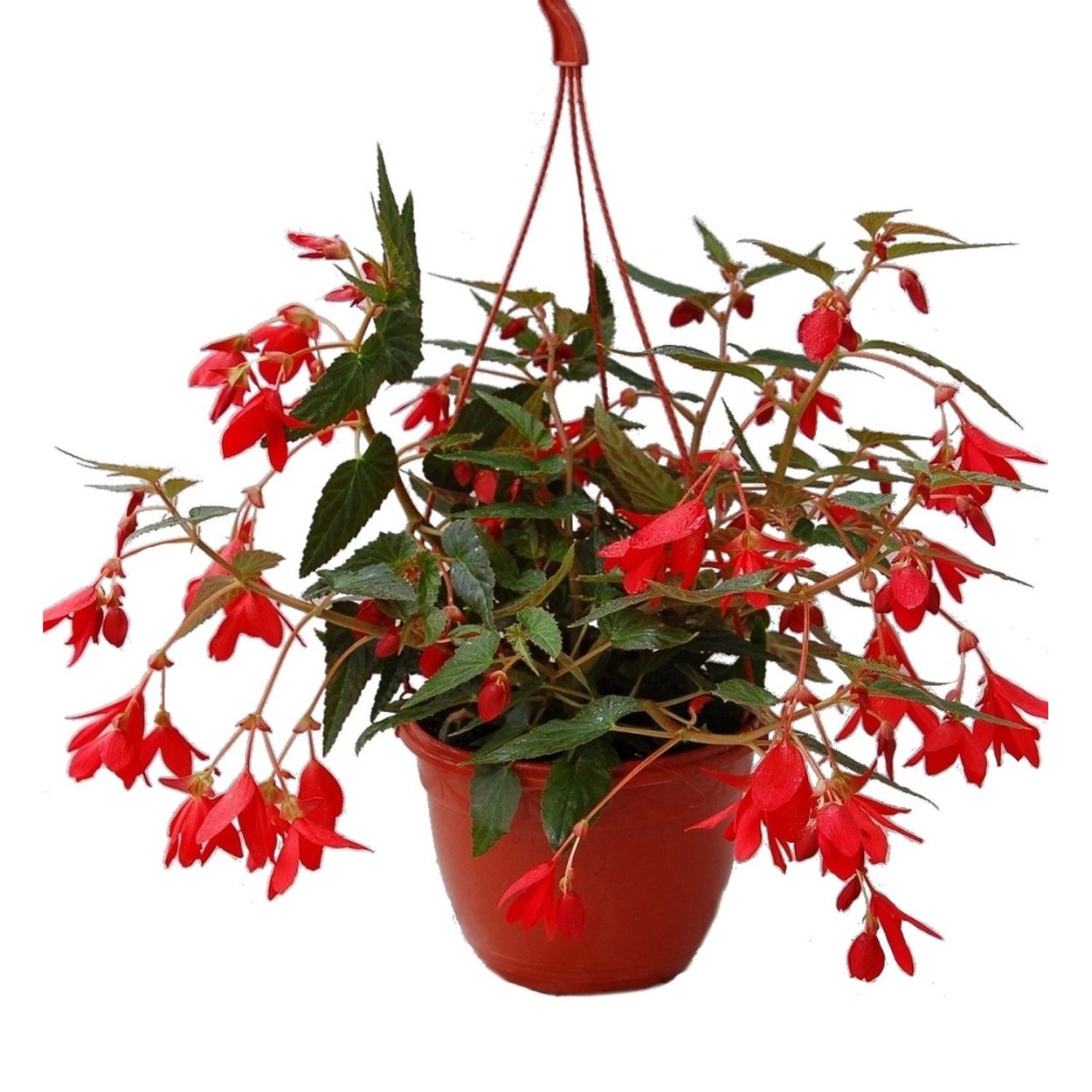 Бегония ампельная в кашпо