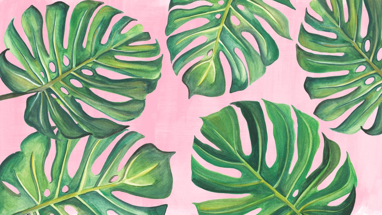 Monstera aesthetic