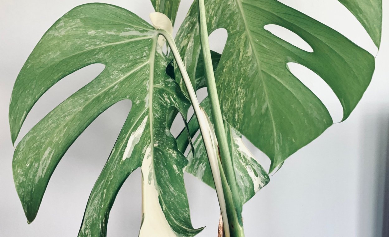 Monstera deliciosa variegata large form