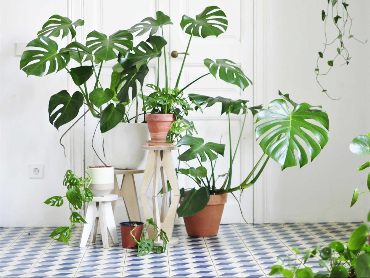 Монстера Делициоза (Monstera deliciosa)