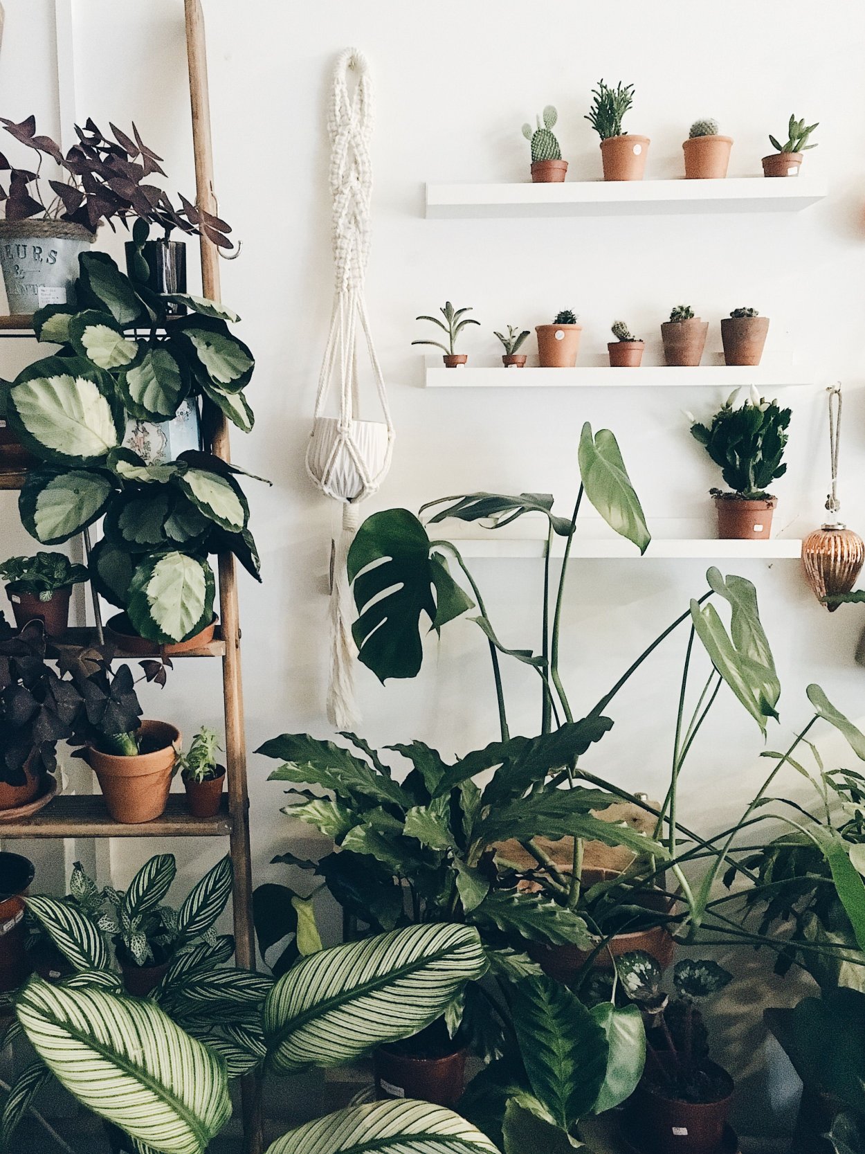 Комната с растениями Эстетика