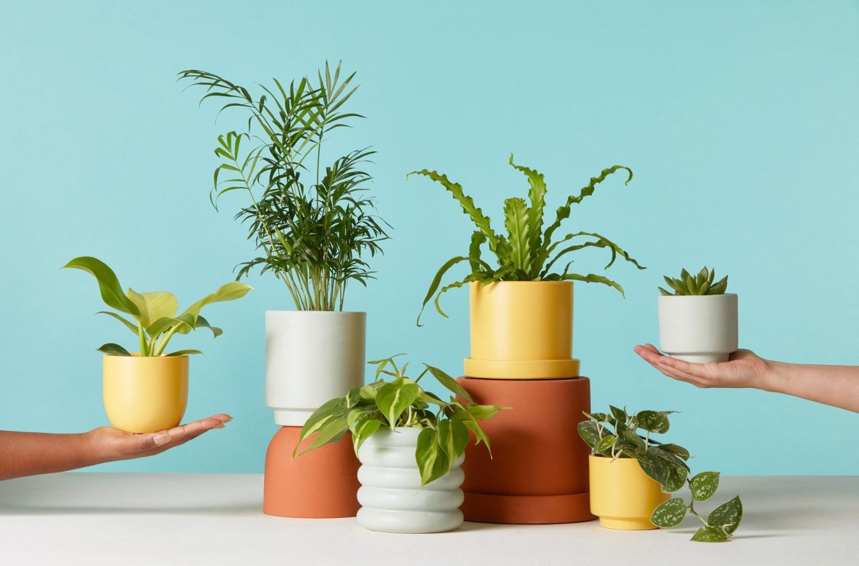 Комнатные растения Эстетика