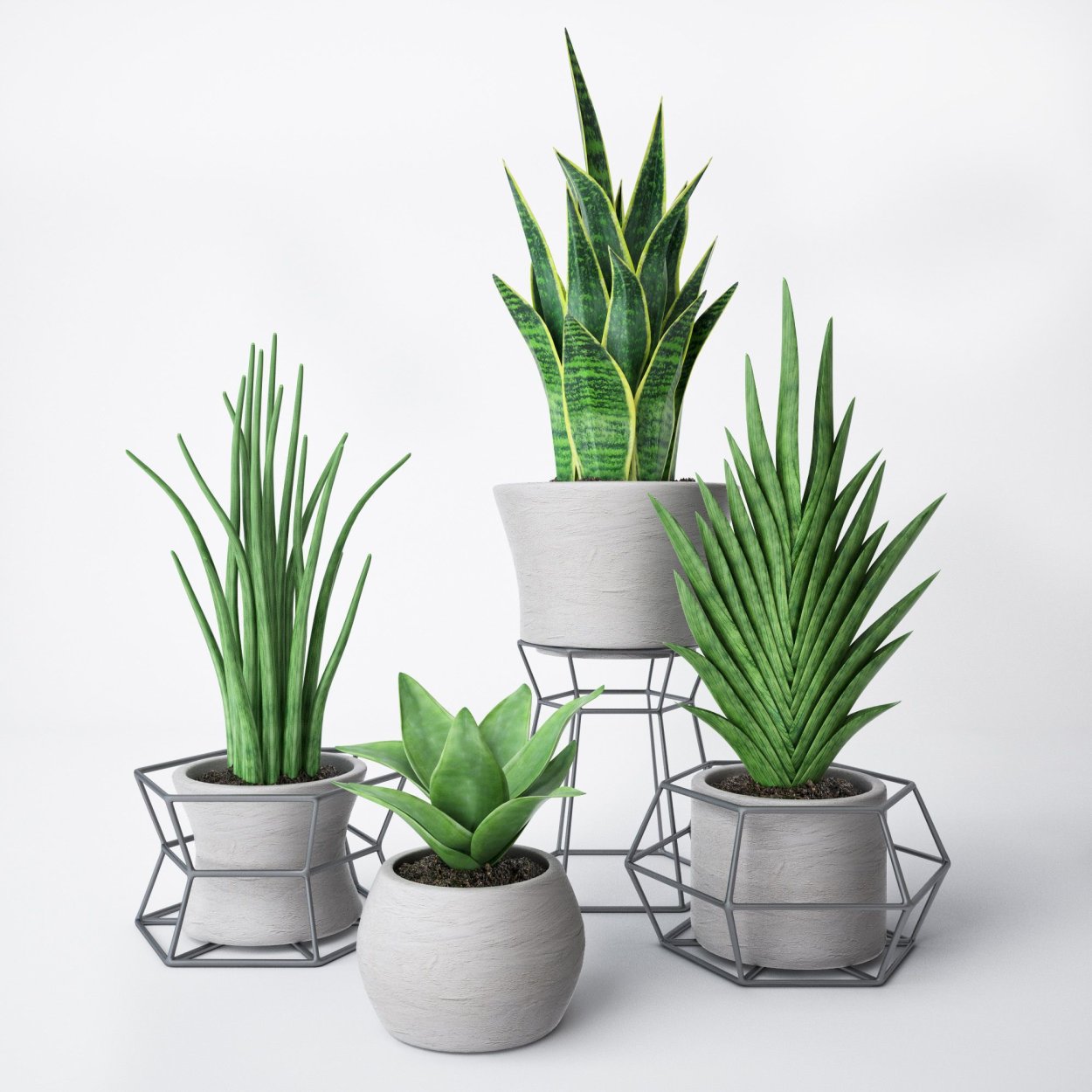 Sansevieria House Plant