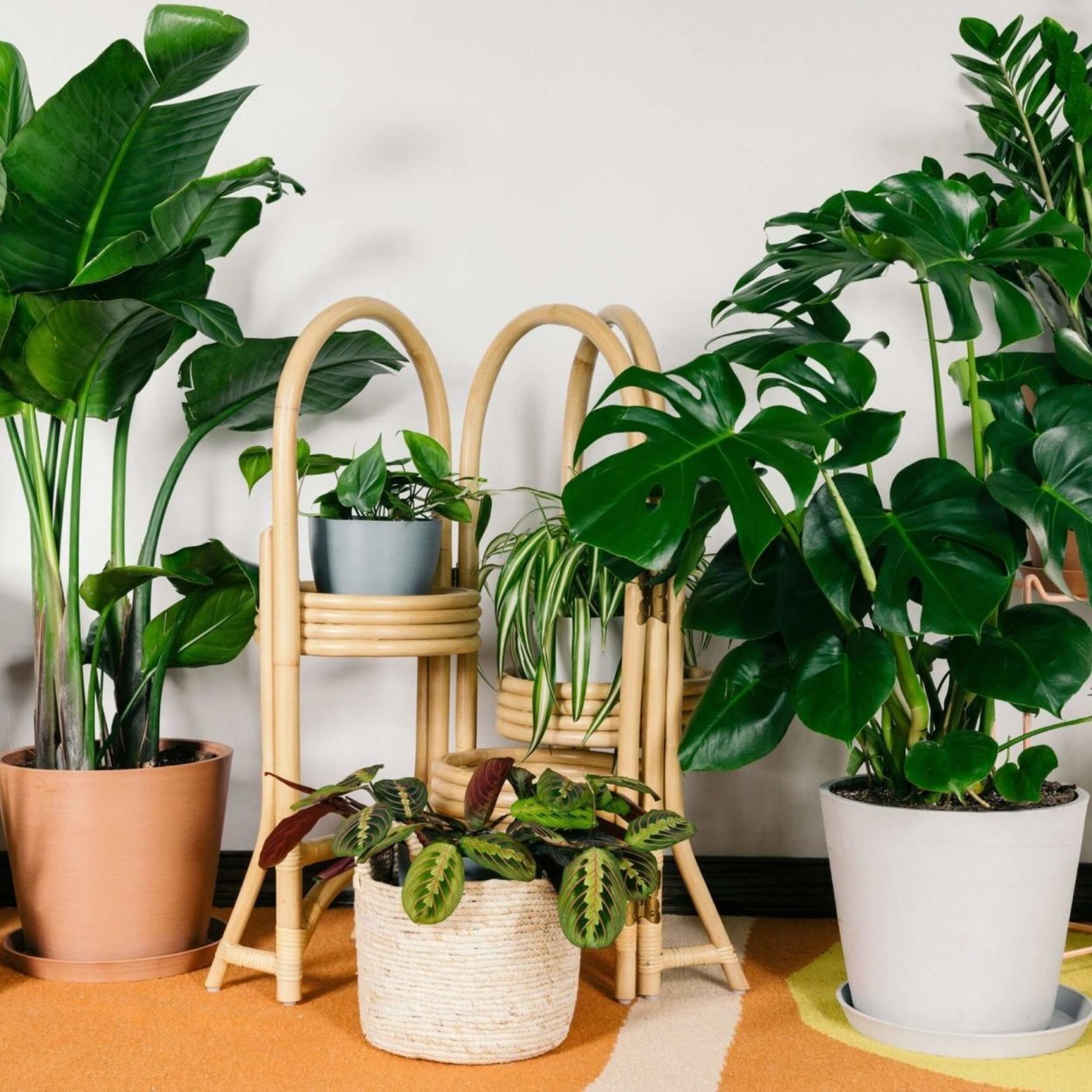 Пропсы растения комнатные