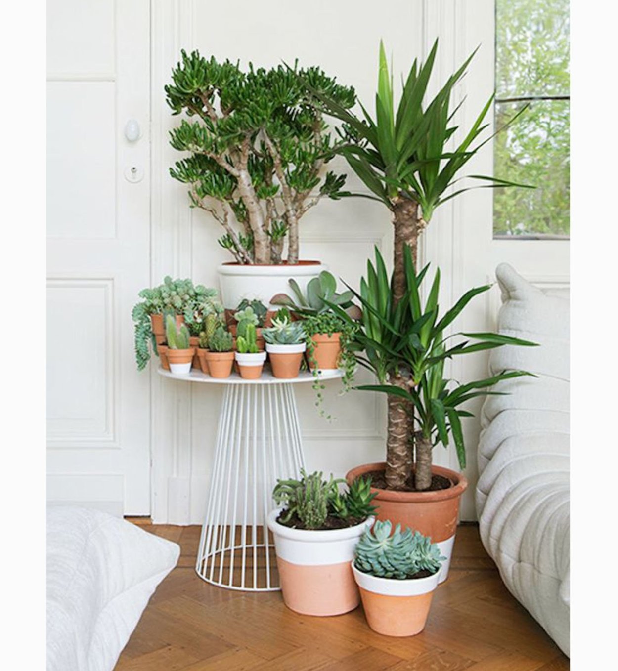 Цветы в горшках в комнате