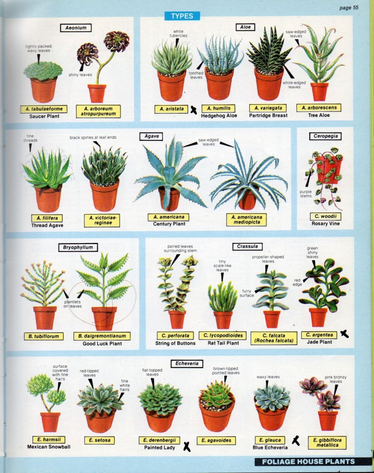 Суккуленты картинки с подписями на русском языке