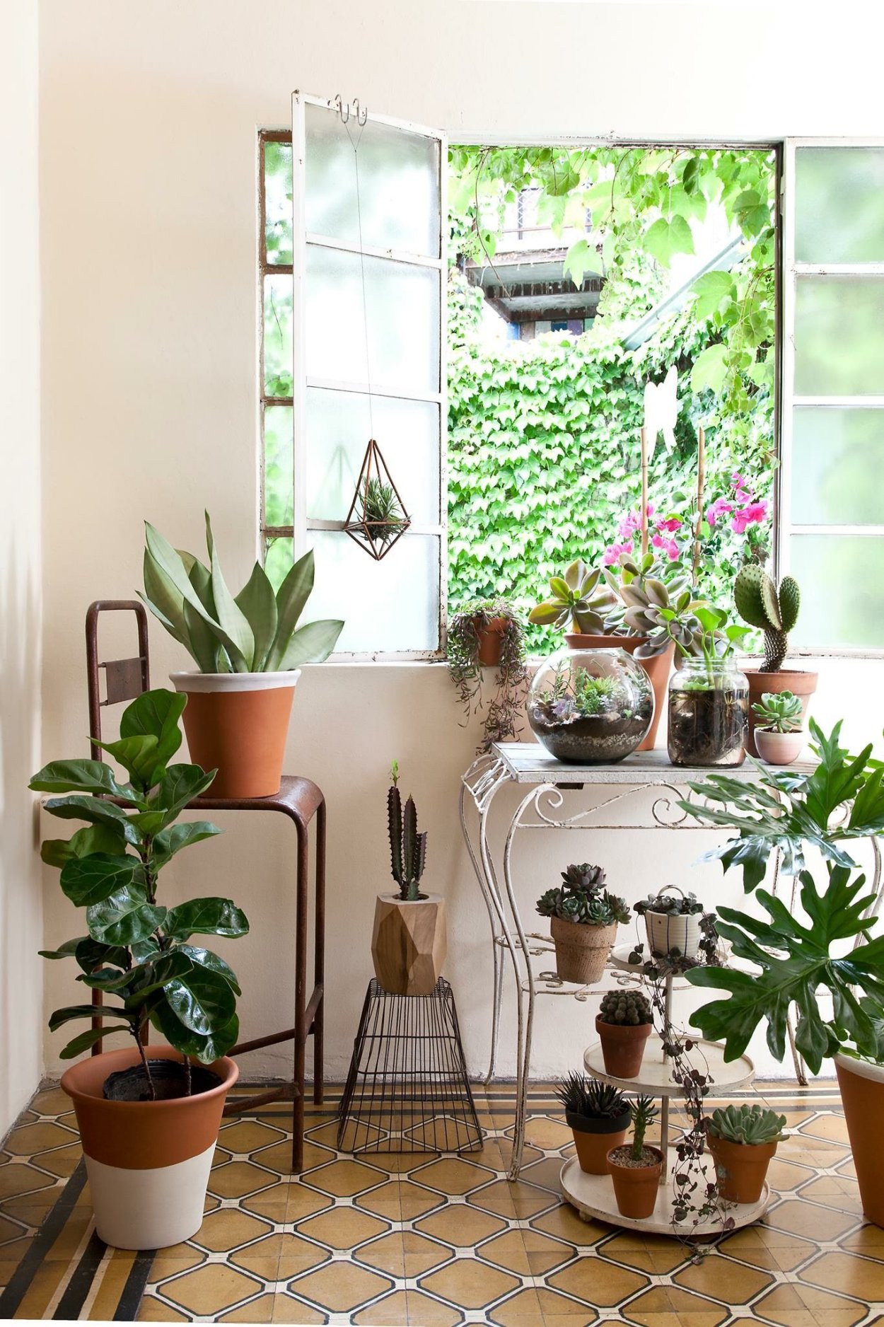 Комнатные растения в деревне