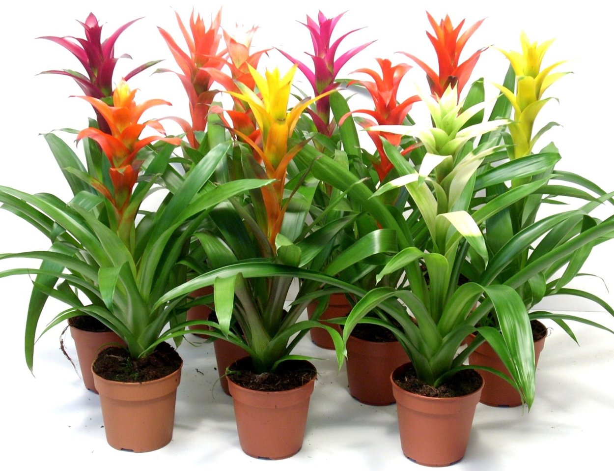 Гузмания Никарагуанская (Guzmania nicaraguensis)
