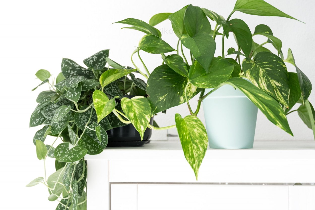 Эпипремнум Голден Квин