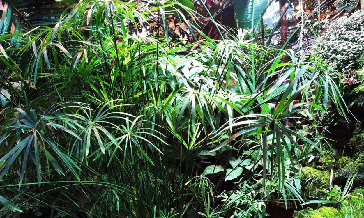 Кошачья Пальма