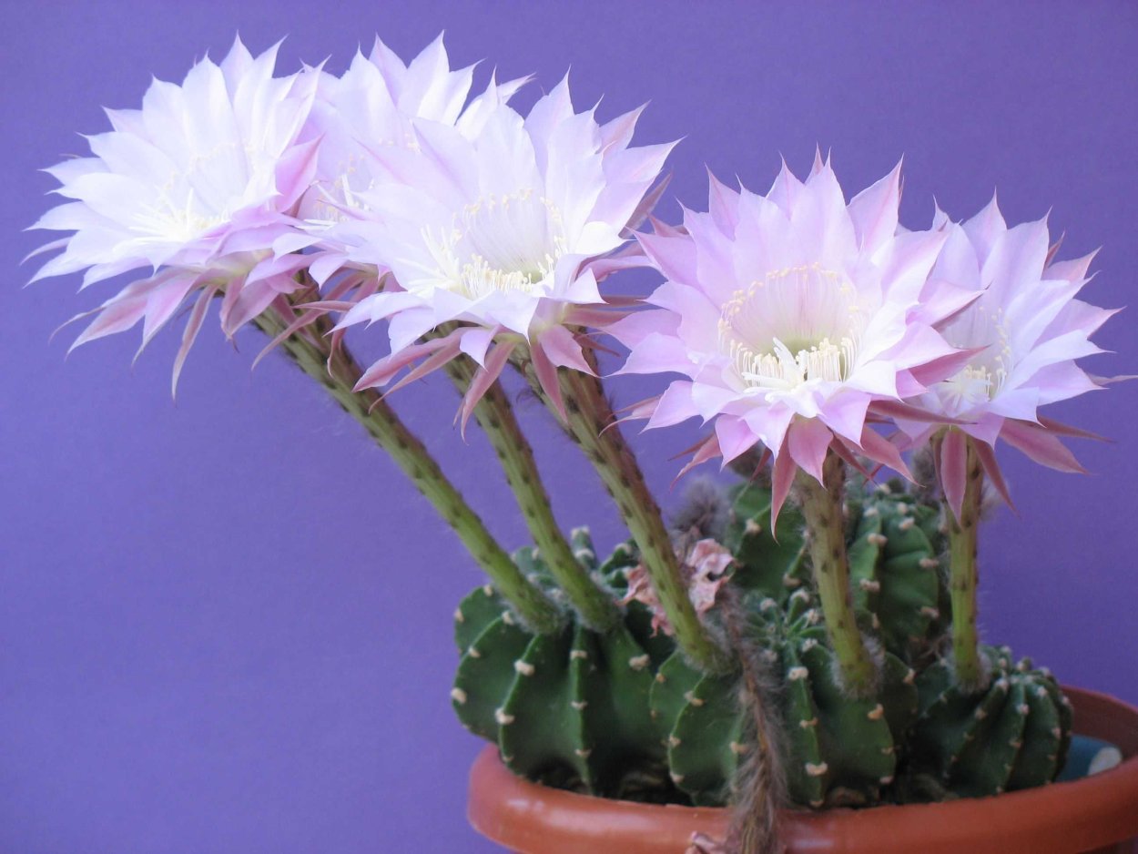 Эхинопсис тубифлора